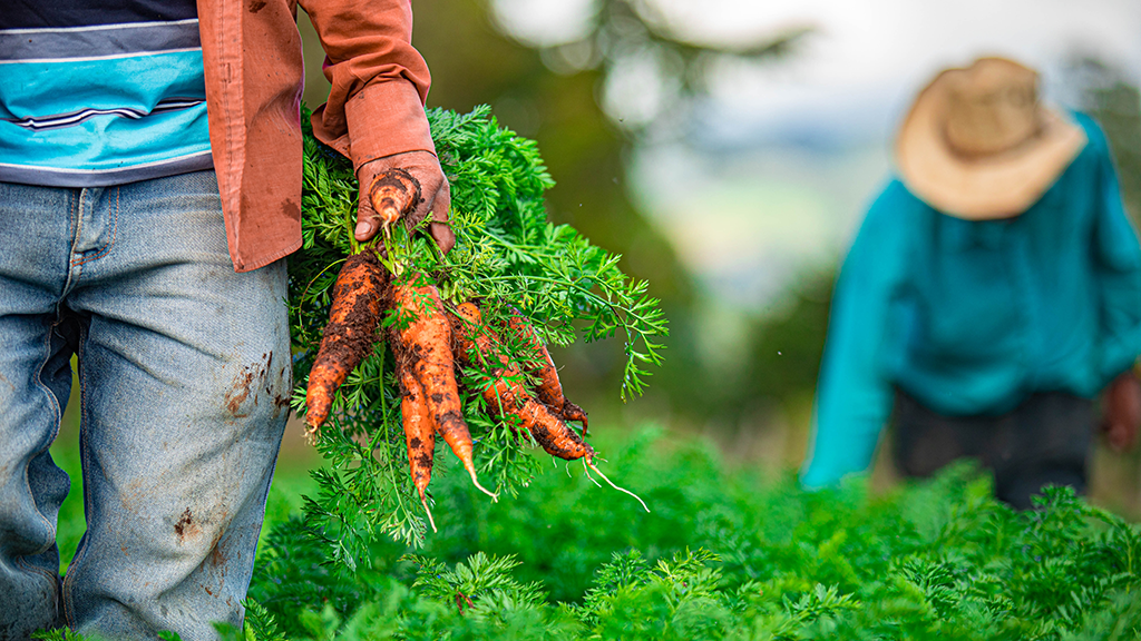 Gobierno invertirá $18.9 millones para apoyar a productores agropecuarios gobierno-invertira-189-millones-para-apoyar-a-productores-agropecuarios